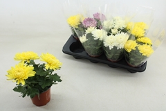 Chrys Kena Gem 12Ø 25cm