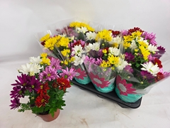 Chrysanth Mix 14Ø 29cm