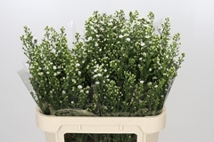 Aster Paquita 80cm 40gr.