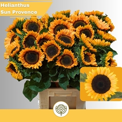 Helianthus Sunrich Provence 70cm 12cm Hd
