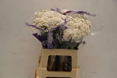 Ozothamnus Cooks Snow White 60cm
