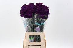 Dianthus Single Moontea 70cm