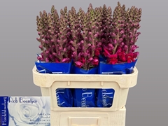 Antirrhinum Antibes Red 75cm