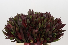Leucadendron Safari Sunset 40cm