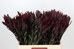 Leucadendron Safari Sunset 60cm