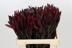 Leucadendron Safari Sunset 60cm