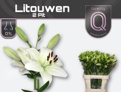 Lily La Litouwen 80cm 2+