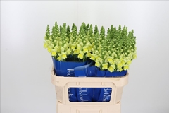 Antirrhinum Potomac Yellow 75cm