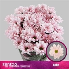 Chrysanth Spray Babe 70cm 80gr.