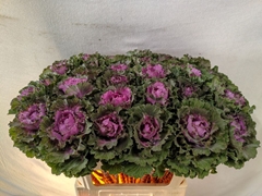 Brassica Empire Bogdana 70cm