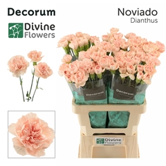 Dianthus Single Noviado 60cm