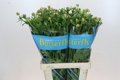 Ranunculus Butterfly Eris 70cm 45gr.