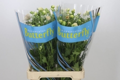 Ranunculus Butterfly Melissa 70cm 35gr.
