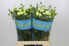 Ranunculus Butterfly Litai 70cm 40gr.