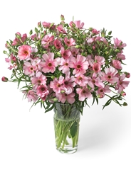 Ranunculus Butterfly Lycia 60cm 30gr.