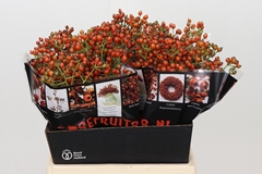 Rosa Autumn Rosefruits 45cm