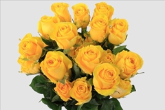 Rosa Brighton 50cm