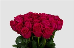 Rosa Hot Explorer 70cm
