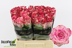 Rosa Barracuda 40cm