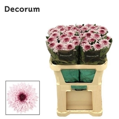 Chrysanth Single Pip Pretty 70cm 75gr.