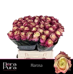 Rosa Marosa 40cm