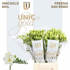 Freesia Single Diamond River 50cm 20gr.