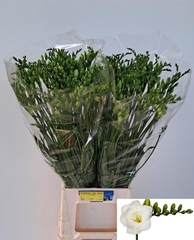 Freesia Double Versailles 60cm 20gr.