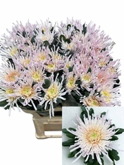 Chrysanth Single Spider Spivio 80cm 130gr.
