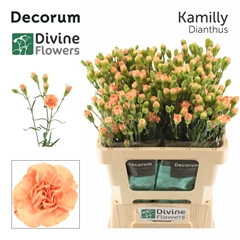 Dianthus Spray Kamilly 60cm