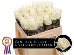 Rosa Noëlia 50cm