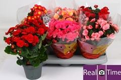 Begonia Double Mix 14Ø 35cm