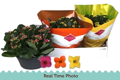 Kalanchoe Single Mix 3 Colours 23Ø 25cm