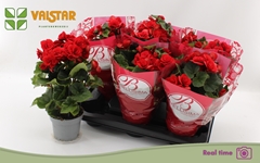 Begonia Double Baladin 13Ø 35cm