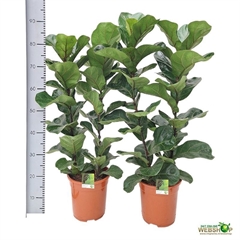Ficus Lyrata Bambino 21Ø 75cm