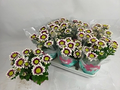 Chrysanth Splash Rocker 12Ø 28cm