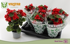 Begonia Double Baladin 13Ø 35cm