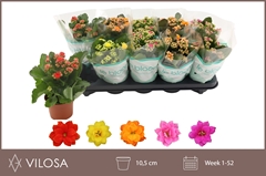 Kalanchoe Double Mix 10Ø 22cm