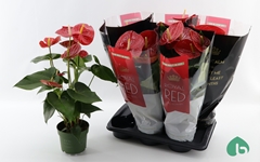 Anthurium Oklahoma 17Ø 60cm