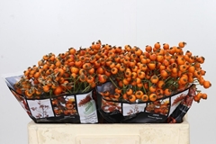 Rosa Hiphop Sunset 50cm