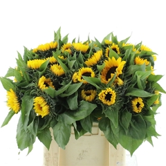 Helianthus Sunrich Orange 65cm 12cm Hd