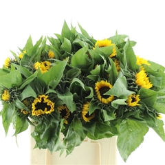 Helianthus Sunrich Orange 60cm 12cm Hd