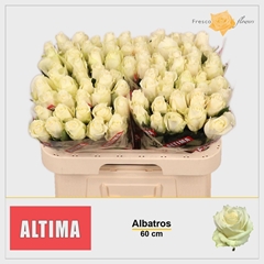 Rosa Albatros 60cm