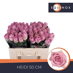 Rosa Heidi! 50cm