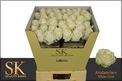 Rosa Avalanche+ 70cm