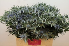 Eryngium Planum Magical Blue Lagoon 60cm