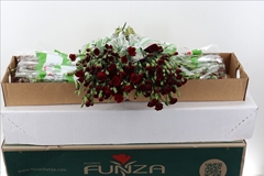 Dianthus Spray Chateau 65cm