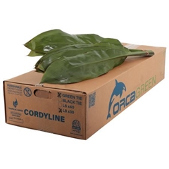 Cordyline Green Ti 80cm