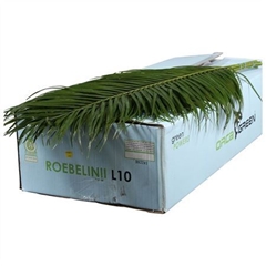 Phoenix Roebeleni Per Bunch 100cm