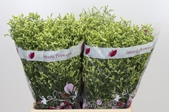 Limonium Sinense China Summer 60cm