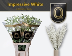 Delphinium Double Dewi Impressive White 100cm